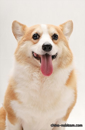 软粮